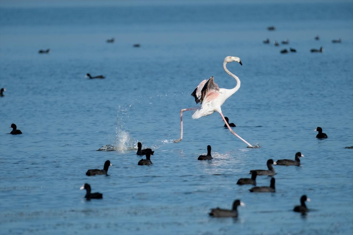 Flamingoların Adana'daki cenneti: Akyatan Lagünü