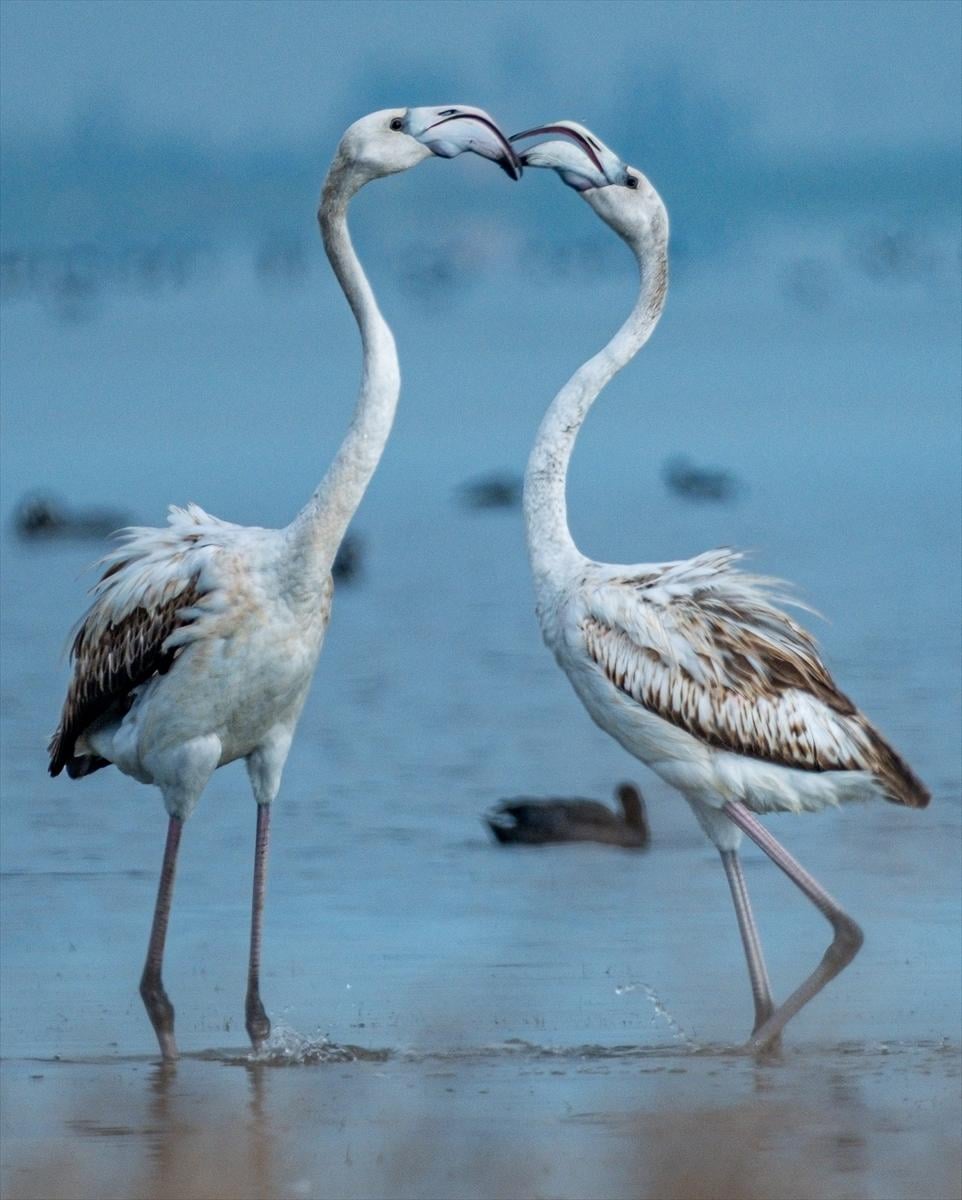 Flamingoların Adana'daki cenneti: Akyatan Lagünü