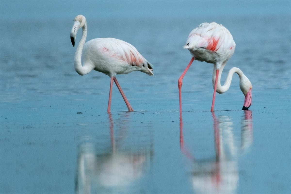 Flamingoların Adana'daki cenneti: Akyatan Lagünü