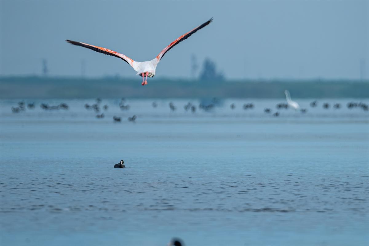 Flamingoların Adana'daki cenneti: Akyatan Lagünü