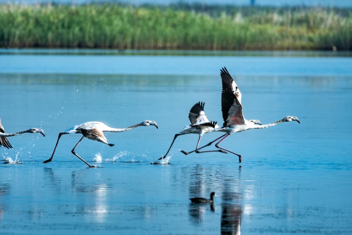 Flamingoların Adana'daki cenneti: Akyatan Lagünü