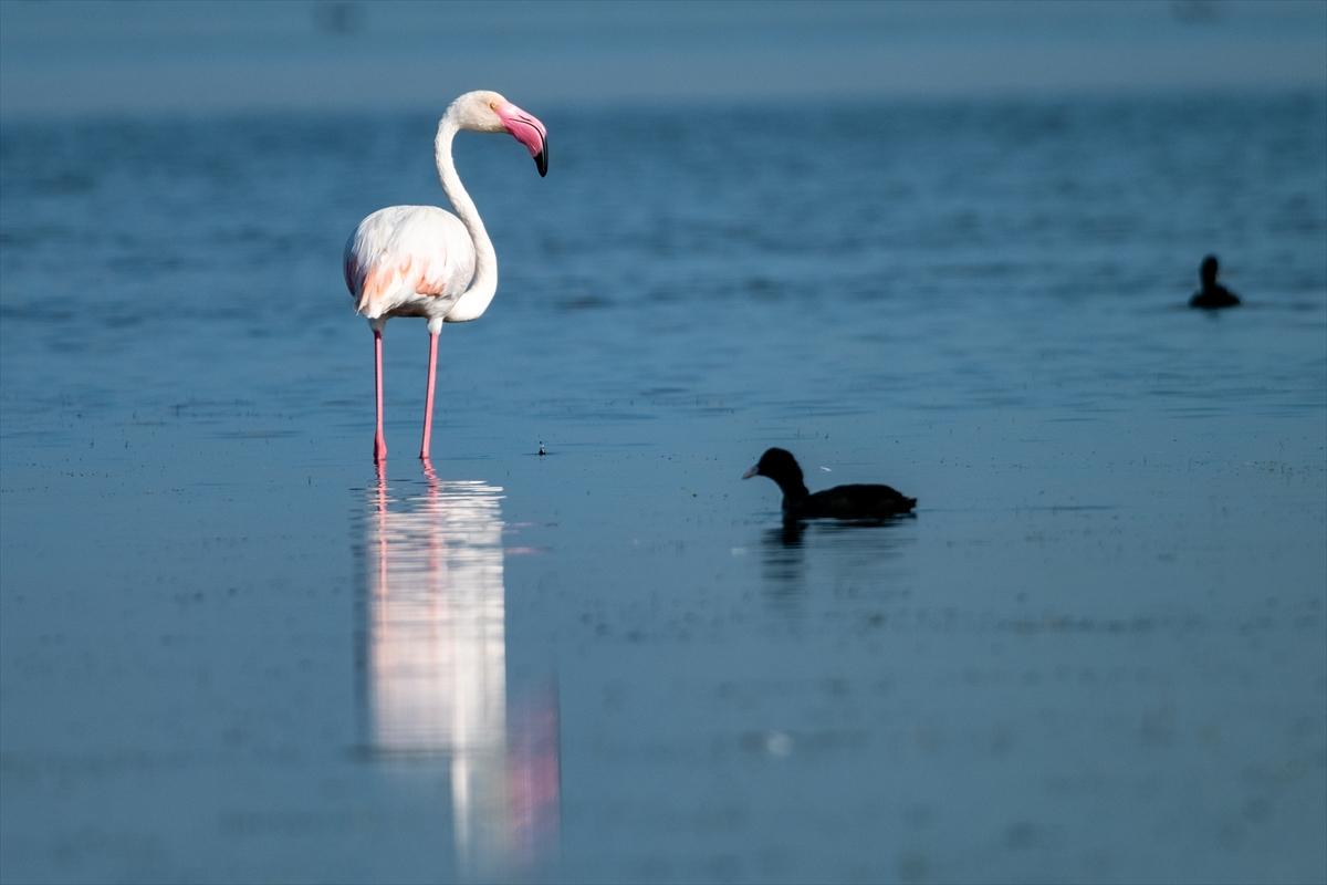 Flamingoların Adana'daki cenneti: Akyatan Lagünü