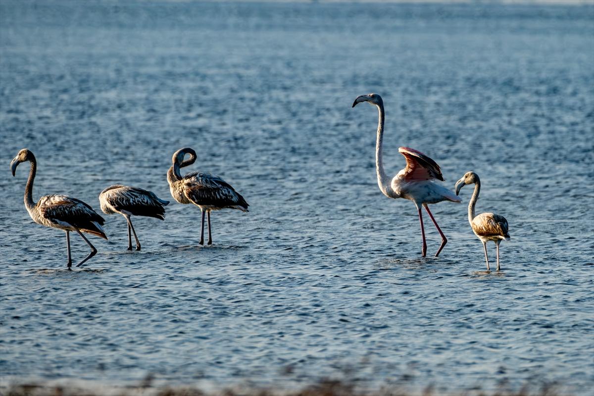 Flamingoların Adana'daki cenneti: Akyatan Lagünü
