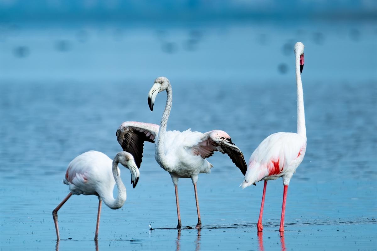 Flamingoların Adana'daki cenneti: Akyatan Lagünü