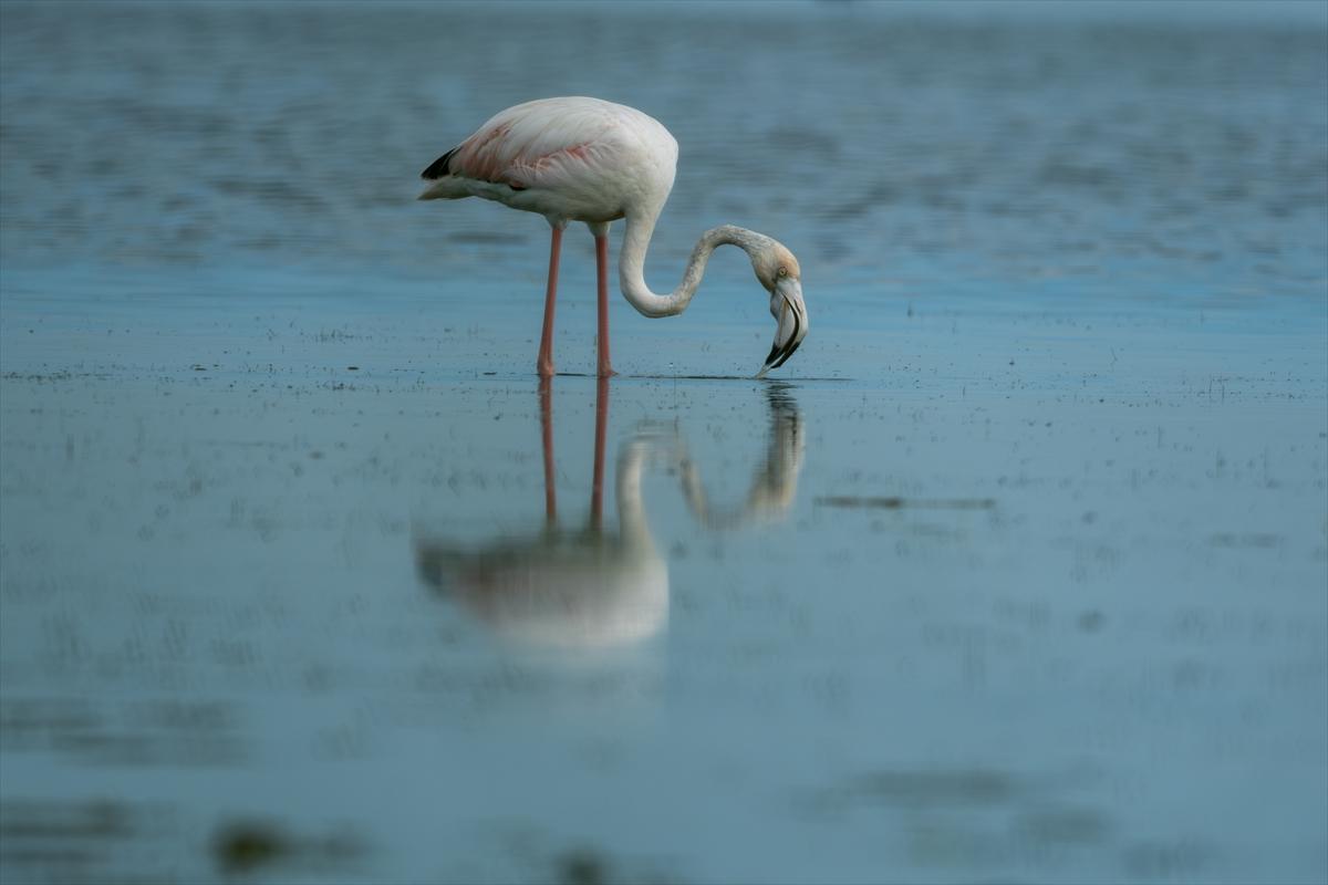 Flamingoların Adana'daki cenneti: Akyatan Lagünü