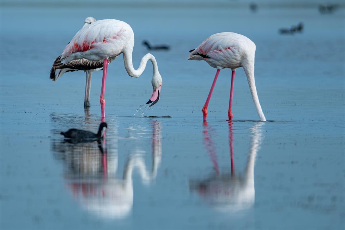 Flamingoların Adana'daki cenneti: Akyatan Lagünü