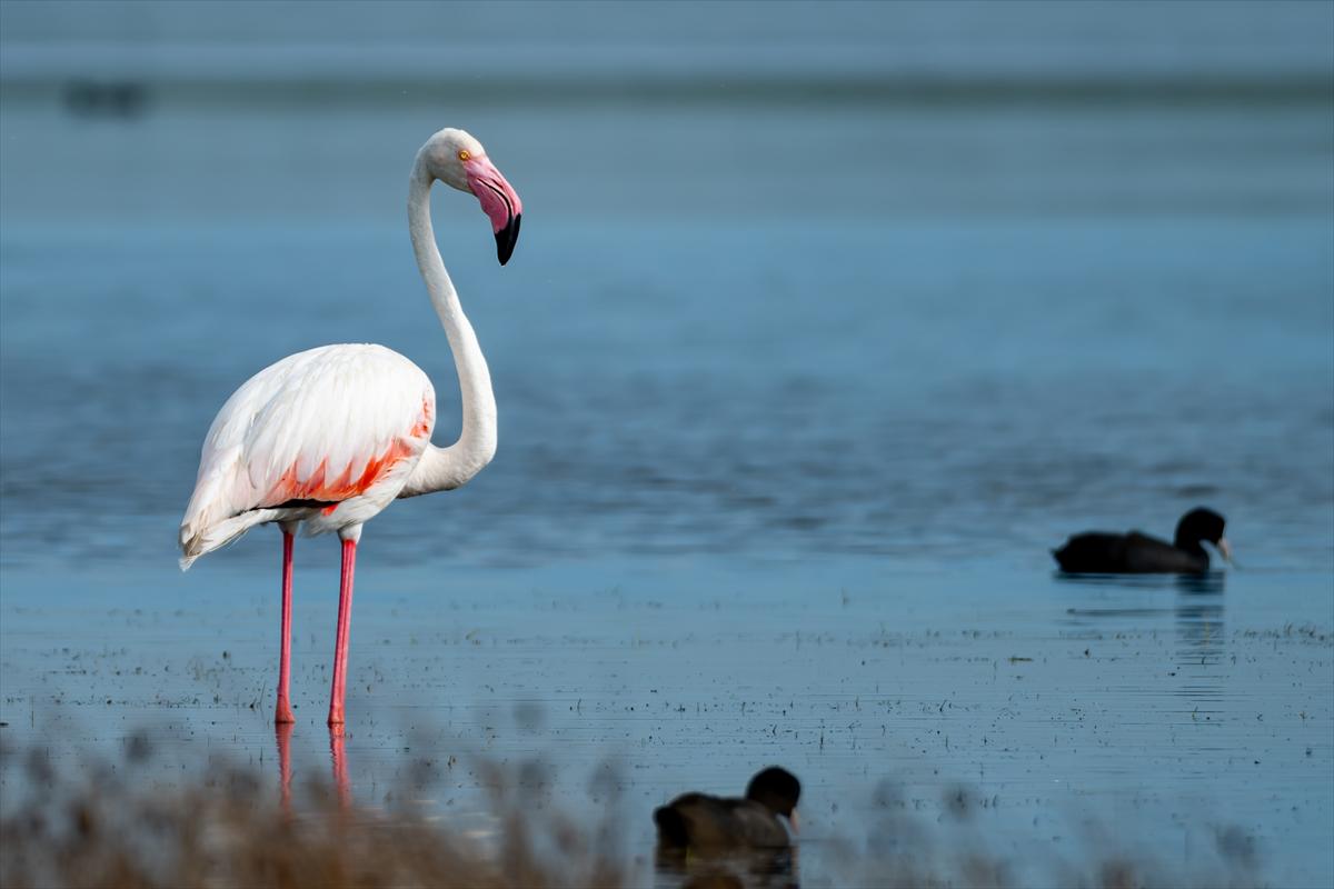 Flamingoların Adana'daki cenneti: Akyatan Lagünü