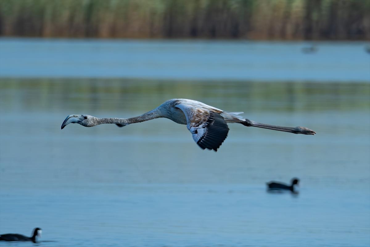 Flamingoların Adana'daki cenneti: Akyatan Lagünü