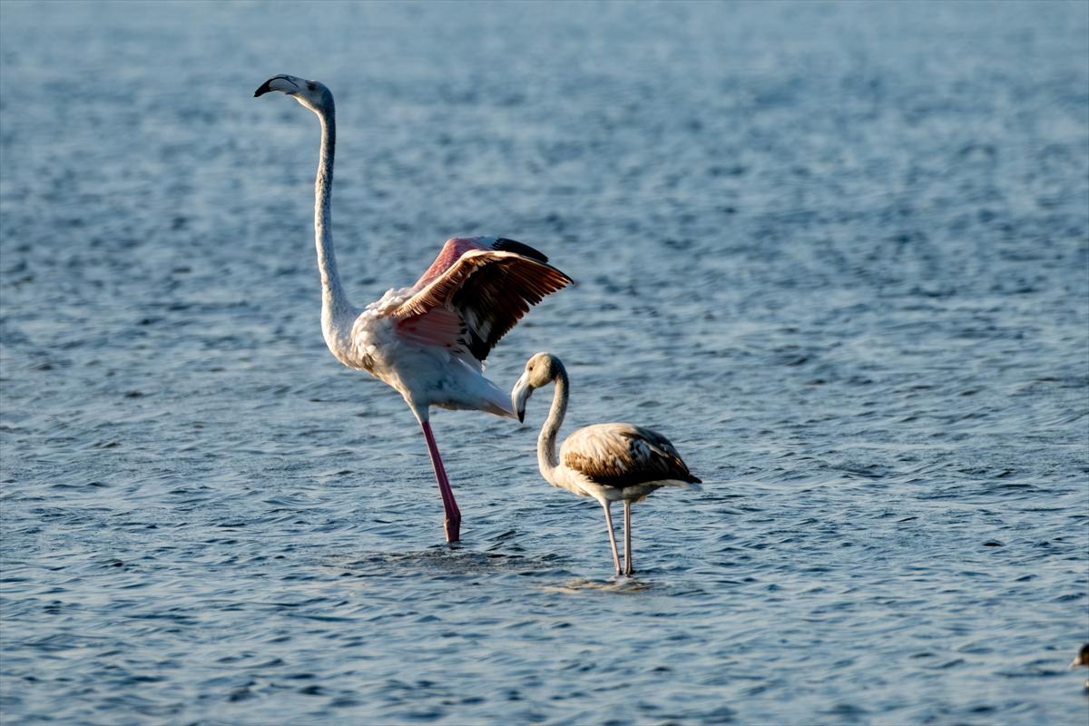Flamingoların Adana'daki cenneti: Akyatan Lagünü