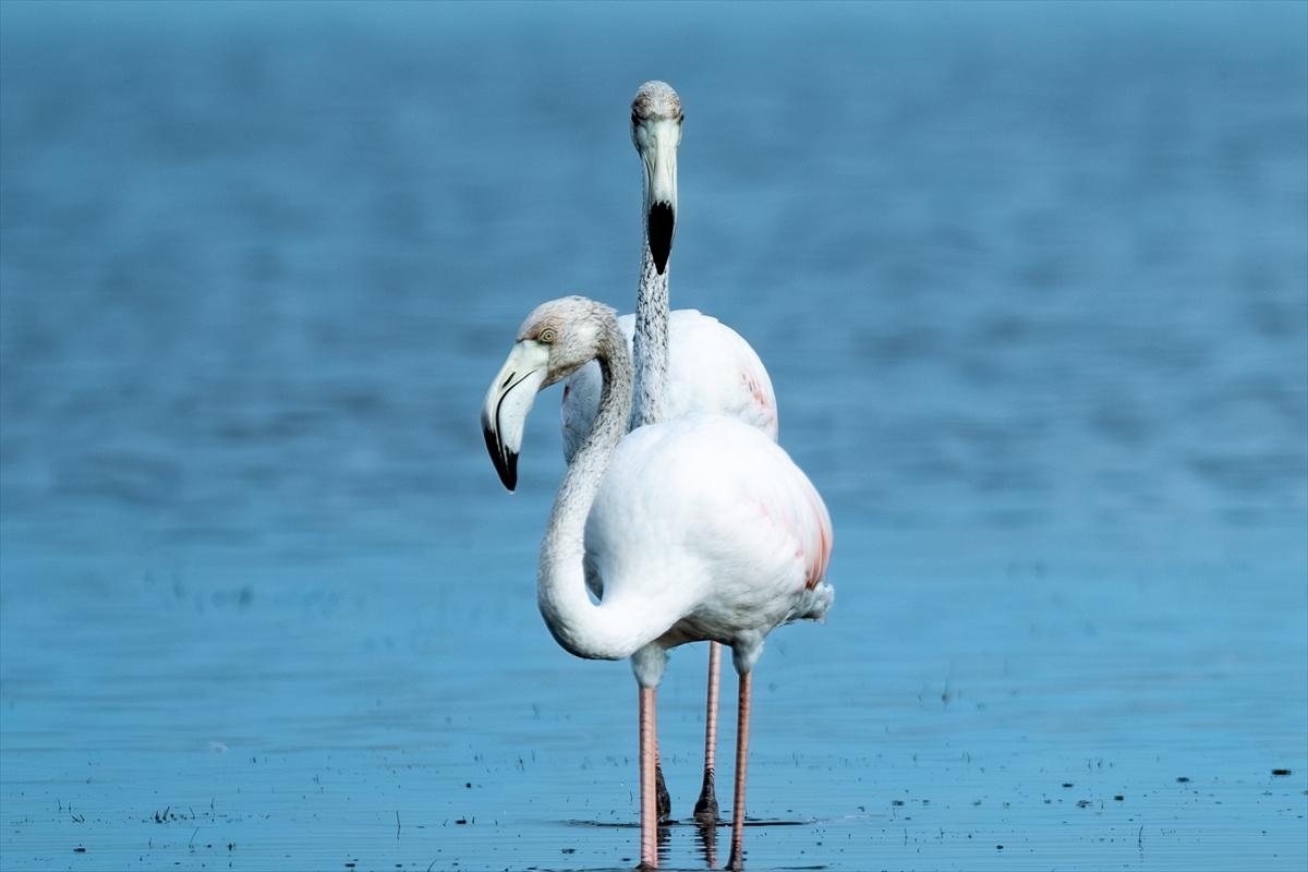 Flamingoların Adana'daki cenneti: Akyatan Lagünü