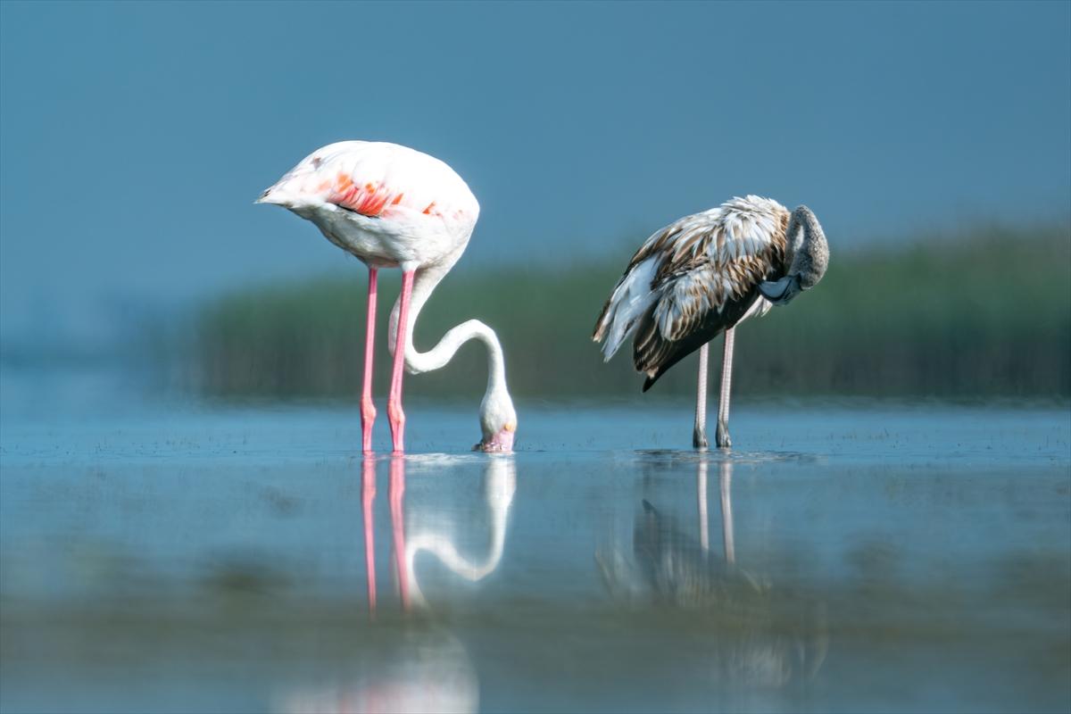 Flamingoların Adana'daki cenneti: Akyatan Lagünü