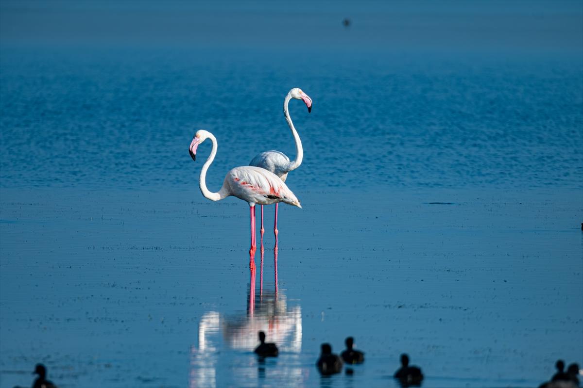 Flamingoların Adana'daki cenneti: Akyatan Lagünü