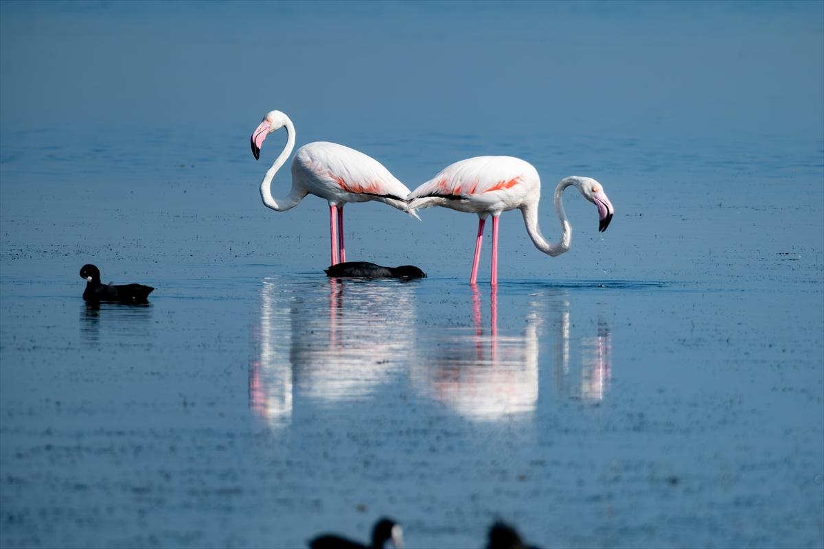 Flamingoların Adana'daki cenneti: Akyatan Lagünü