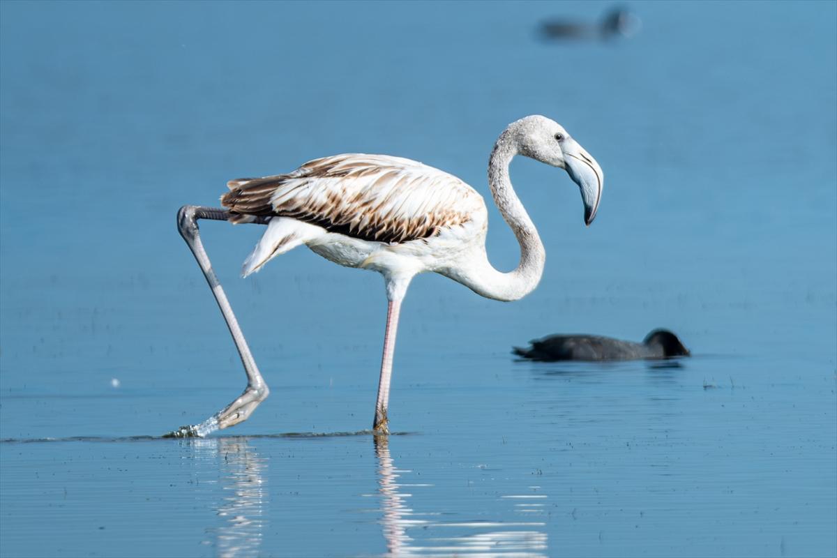 Flamingoların Adana'daki cenneti: Akyatan Lagünü