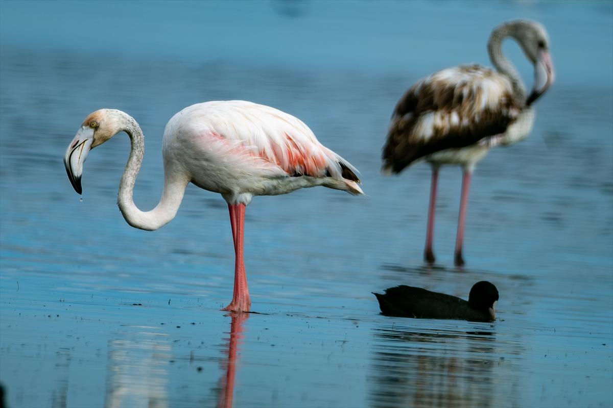 Flamingoların Adana'daki cenneti: Akyatan Lagünü