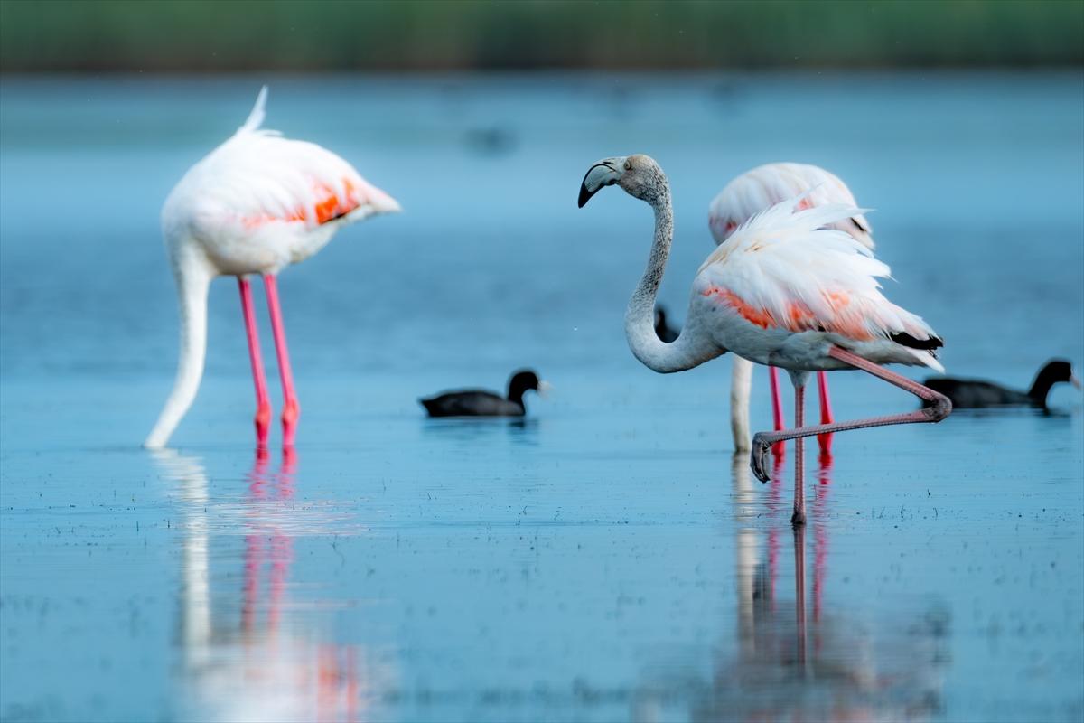 Flamingoların Adana'daki cenneti: Akyatan Lagünü
