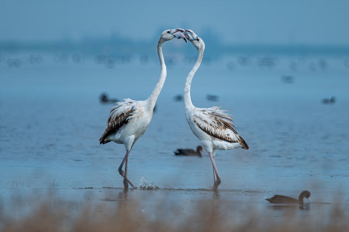 Flamingoların Adana'daki cenneti: Akyatan Lagünü