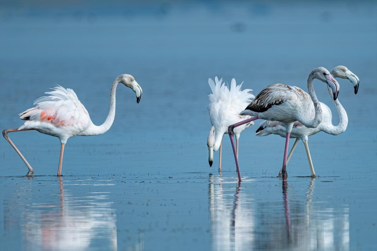 Flamingoların Adana'daki cenneti: Akyatan Lagünü