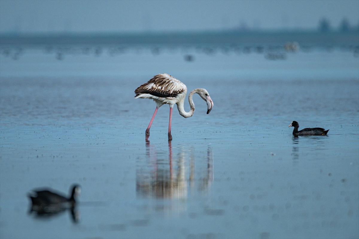 Flamingoların Adana'daki cenneti: Akyatan Lagünü