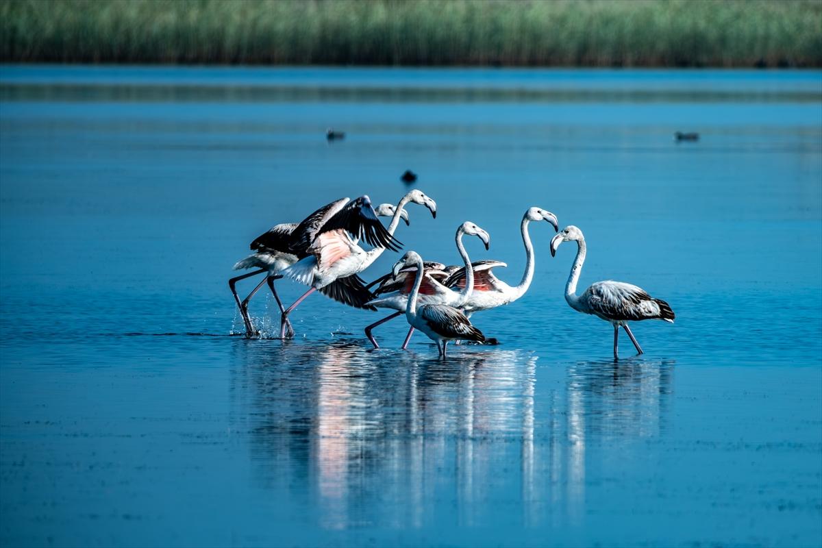 Flamingoların Adana'daki cenneti: Akyatan Lagünü