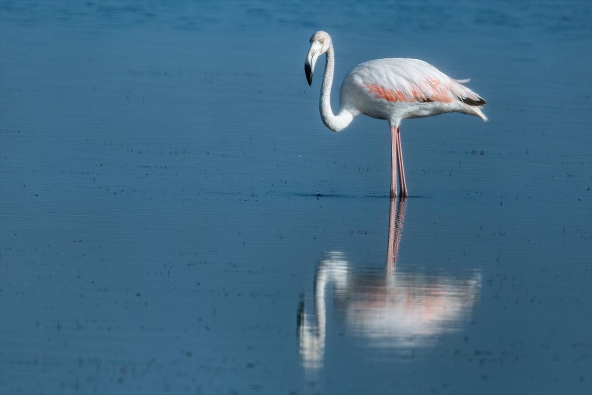 Flamingoların Adana'daki cenneti: Akyatan Lagünü