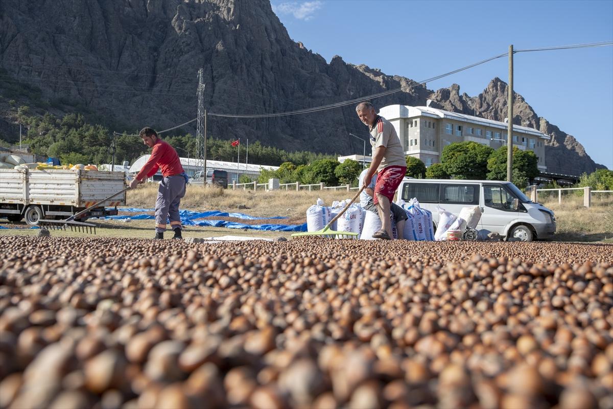 Fındıklar Şebinkarahisar'da kurutuluyor