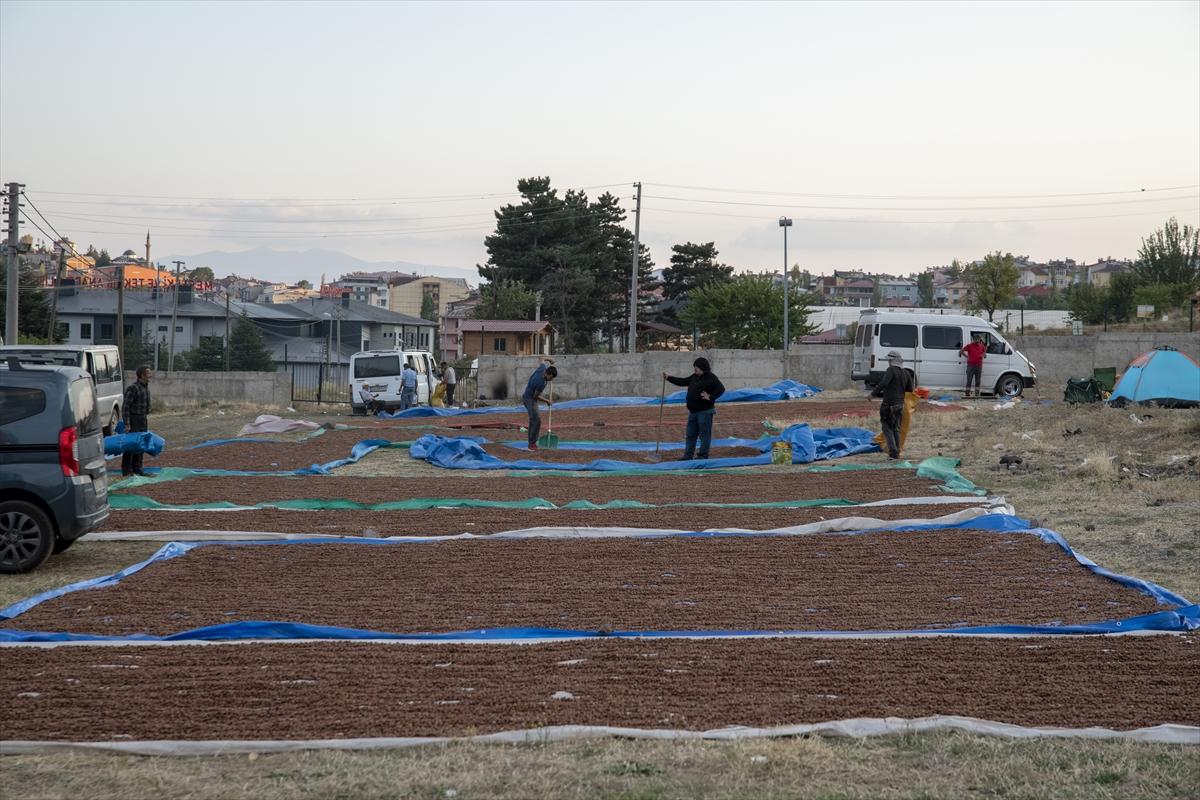 Fındıklar Şebinkarahisar'da kurutuluyor