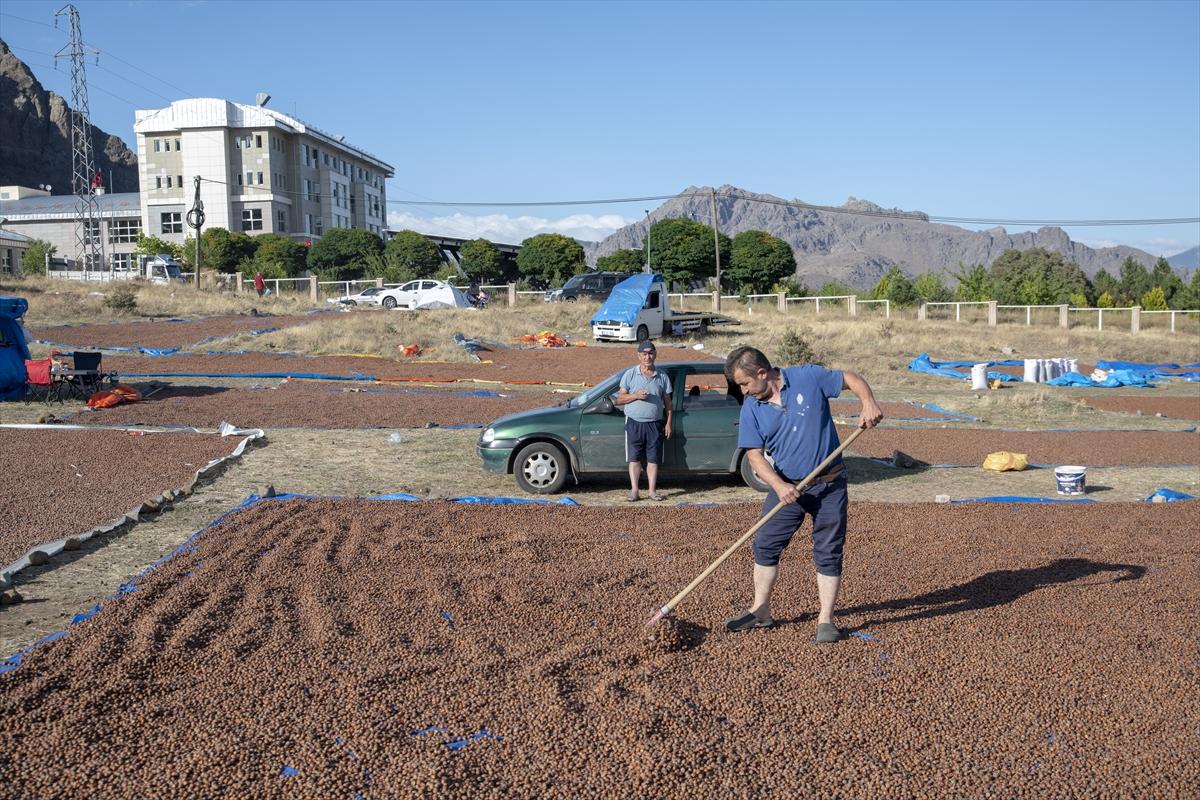 Fındıklar Şebinkarahisar'da kurutuluyor