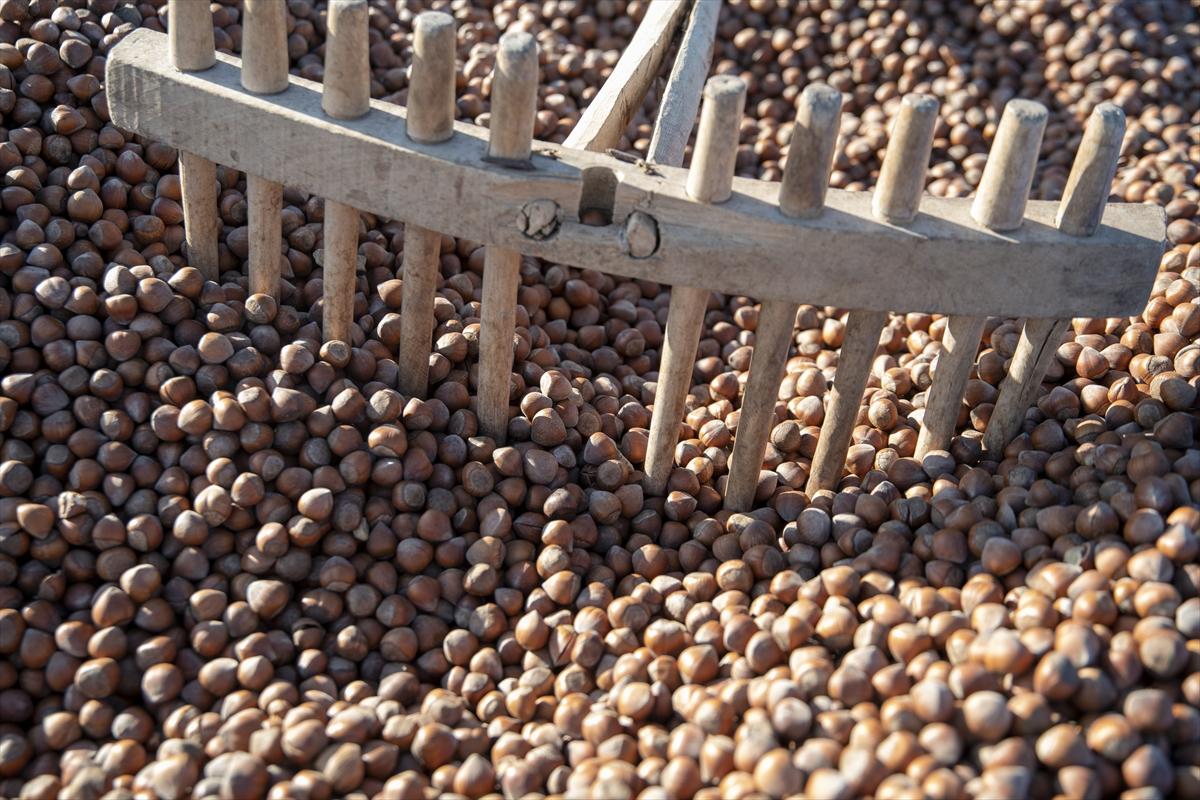 Fındıklar Şebinkarahisar'da kurutuluyor