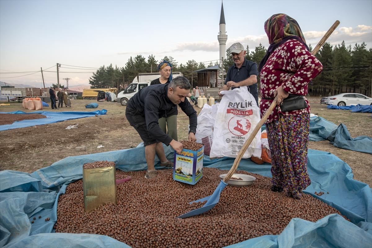 Fındıklar Şebinkarahisar'da kurutuluyor