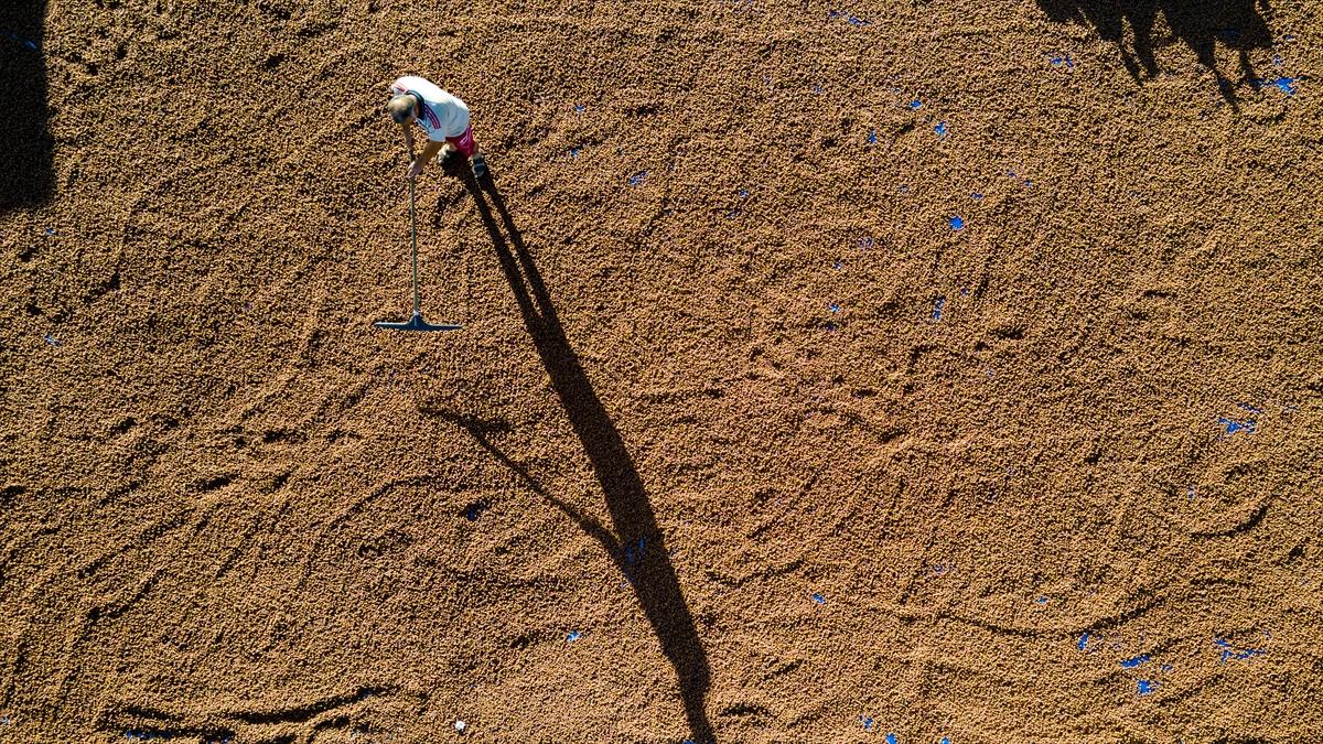 Fındıklar Şebinkarahisar'da kurutuluyor