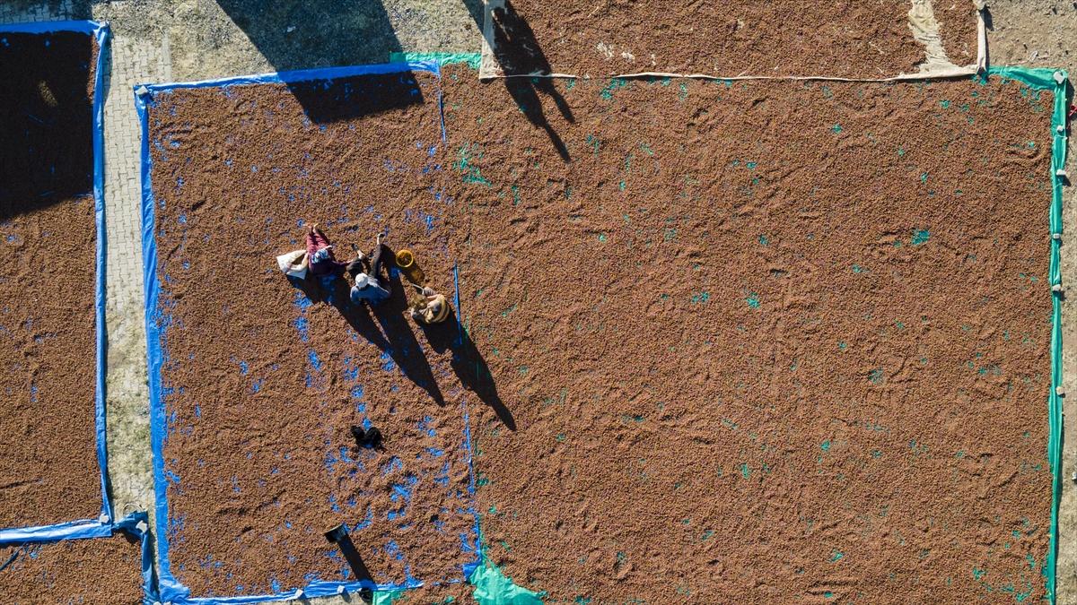 Fındıklar Şebinkarahisar'da kurutuluyor