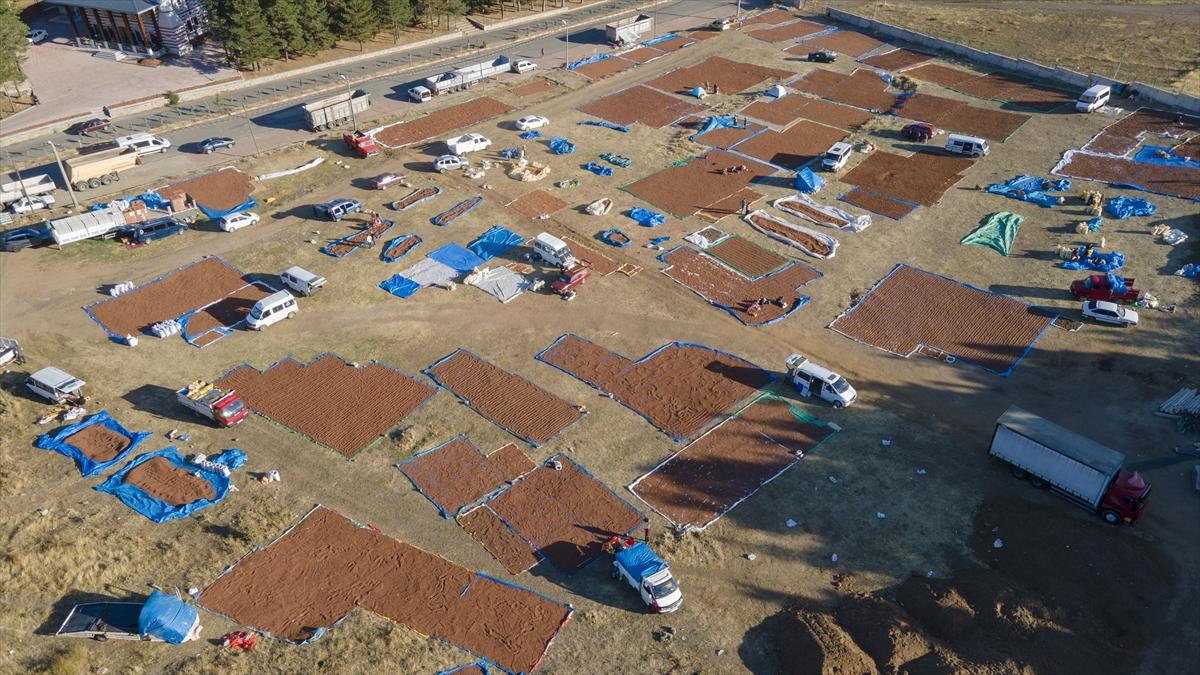 Fındıklar Şebinkarahisar'da kurutuluyor