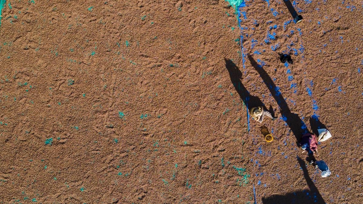 Fındıklar Şebinkarahisar'da kurutuluyor