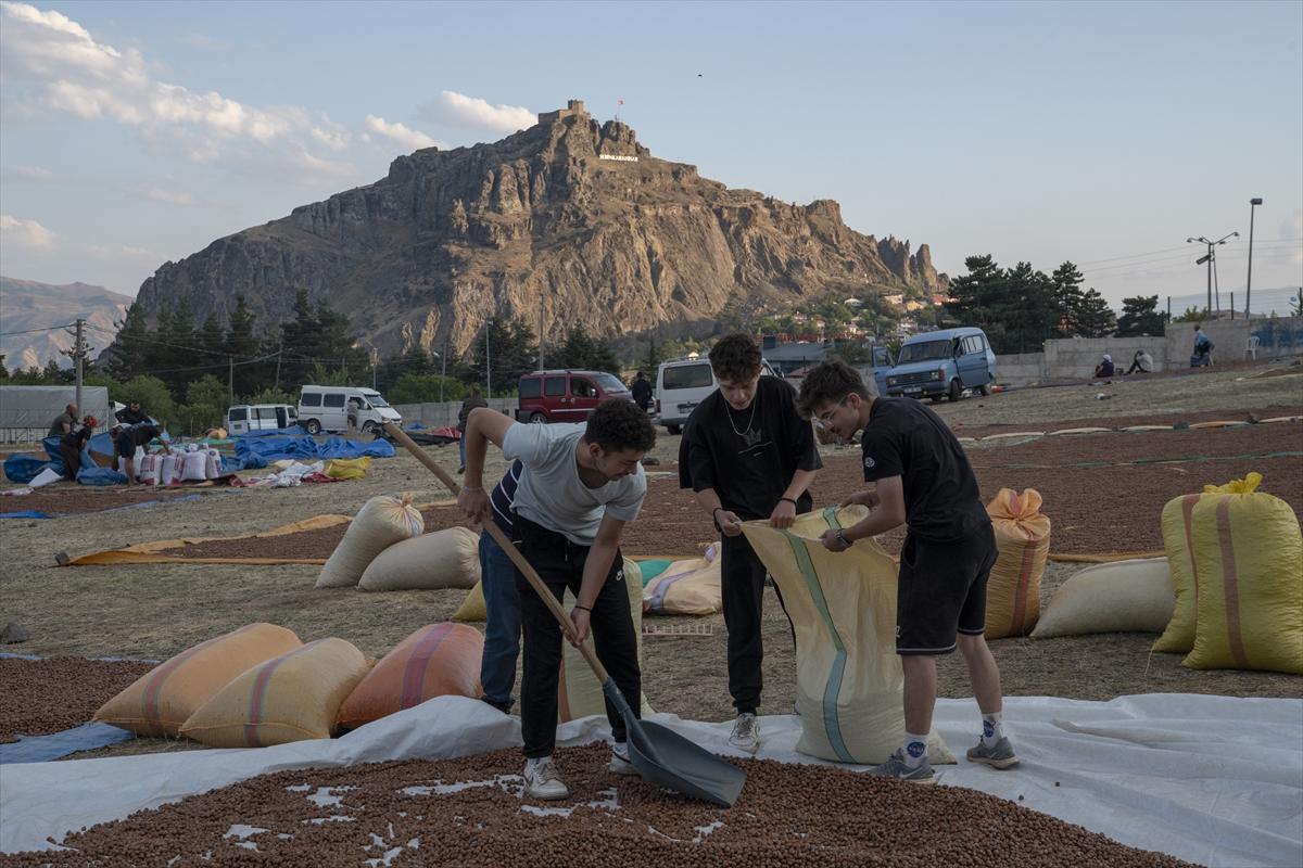 Fındıklar Şebinkarahisar'da kurutuluyor