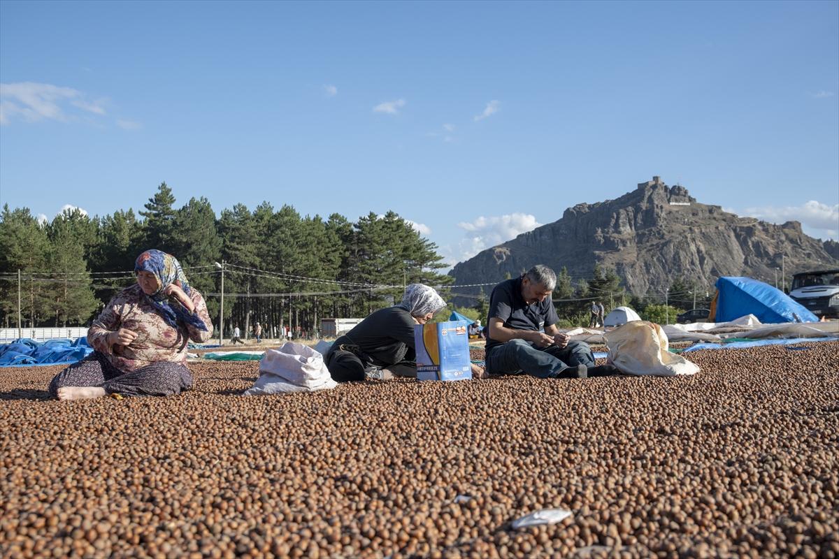Fındıklar Şebinkarahisar'da kurutuluyor