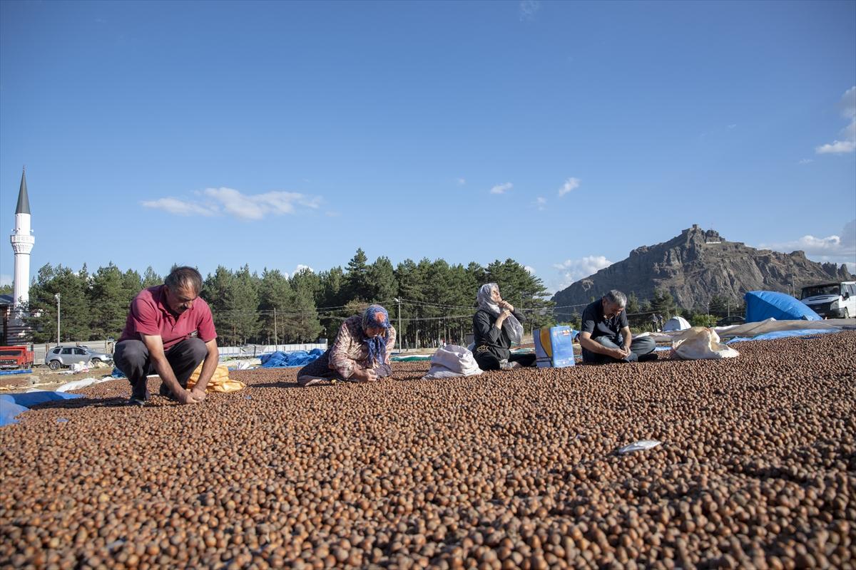 Fındıklar Şebinkarahisar'da kurutuluyor