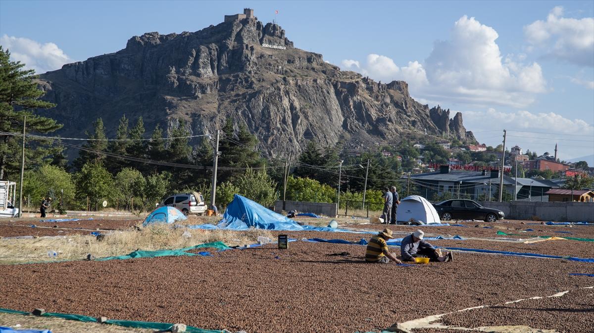 Fındıklar Şebinkarahisar'da kurutuluyor