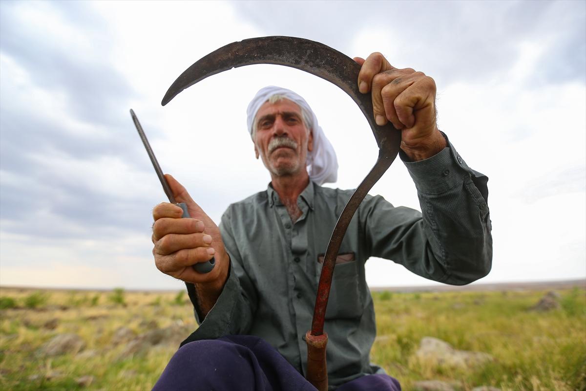 Diyarbakır'da zorlu pirinç hasadı: Elle yapılıyor