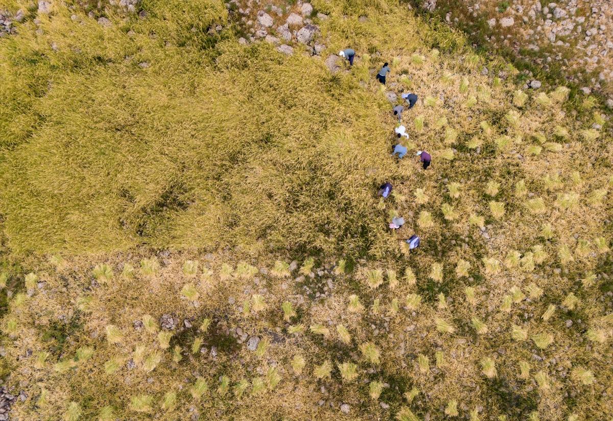 Diyarbakır'da zorlu pirinç hasadı: Elle yapılıyor