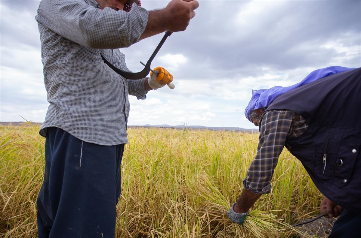 Diyarbakır'da zorlu pirinç hasadı: Elle yapılıyor