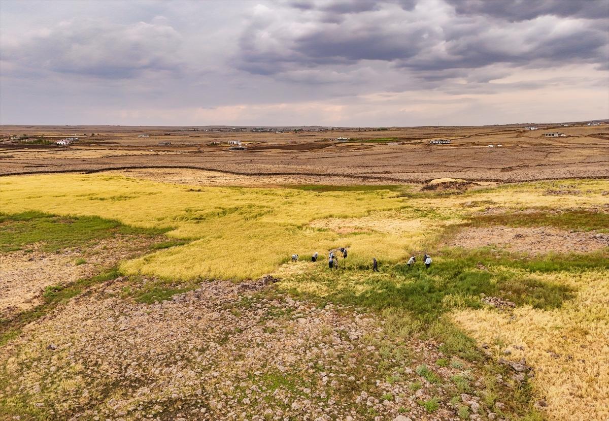 Diyarbakır'da zorlu pirinç hasadı: Elle yapılıyor