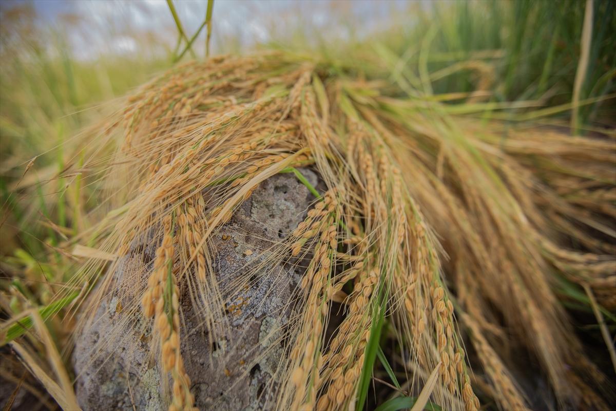 Diyarbakır'da zorlu pirinç hasadı: Elle yapılıyor