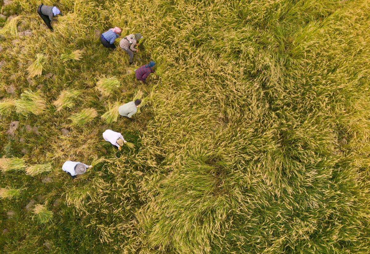 Diyarbakır'da zorlu pirinç hasadı: Elle yapılıyor