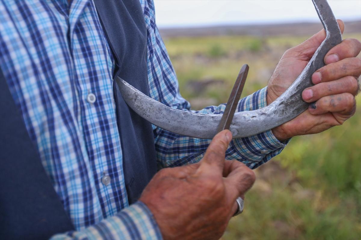 Diyarbakır'da zorlu pirinç hasadı: Elle yapılıyor