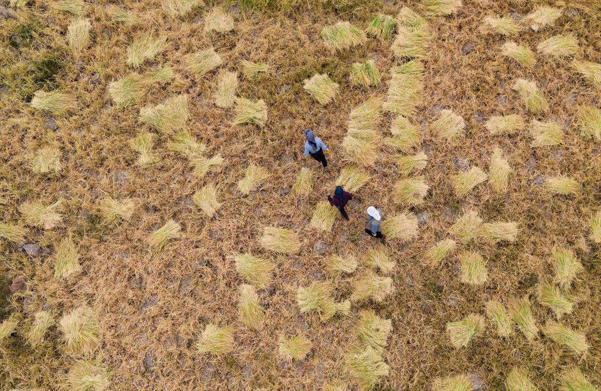 Diyarbakır'da zorlu pirinç hasadı: Elle yapılıyor