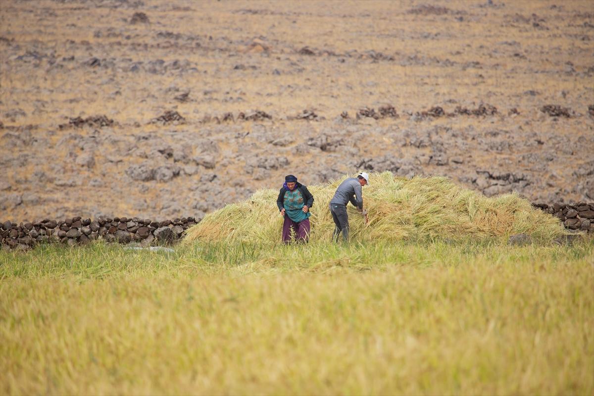 Diyarbakır'da zorlu pirinç hasadı: Elle yapılıyor