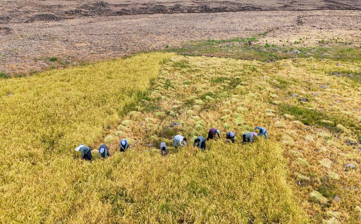 Diyarbakır'da zorlu pirinç hasadı: Elle yapılıyor