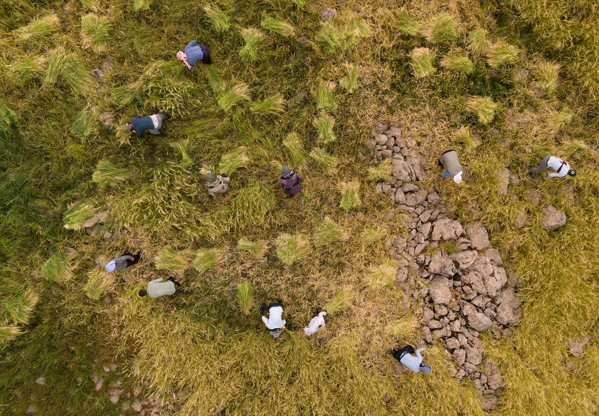 Diyarbakır'da zorlu pirinç hasadı: Elle yapılıyor