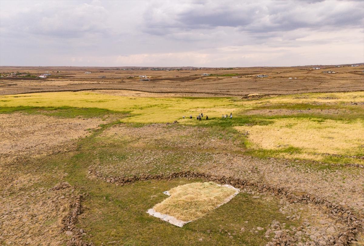 Diyarbakır'da zorlu pirinç hasadı: Elle yapılıyor